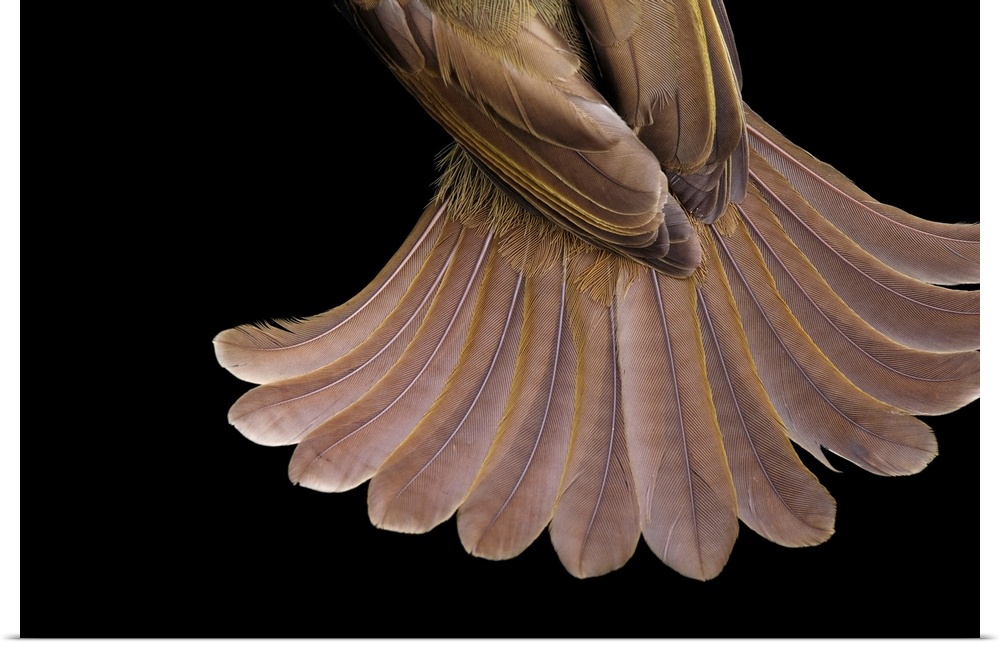 The tail feathers of a little greenbul bird, Andropadus virens.