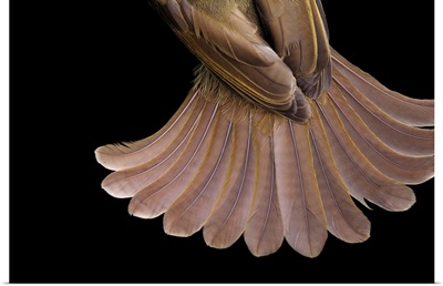 The tail feathers of a little greenbul bird, Andropadus virens