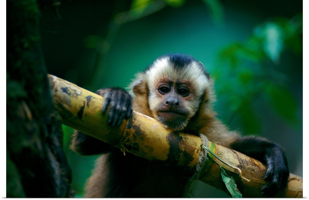 This capuchin monkey sits perched in a tree, Madidi National Park, Bolivia