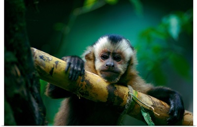 This capuchin monkey sits perched in a tree, Madidi National Park, Bolivia