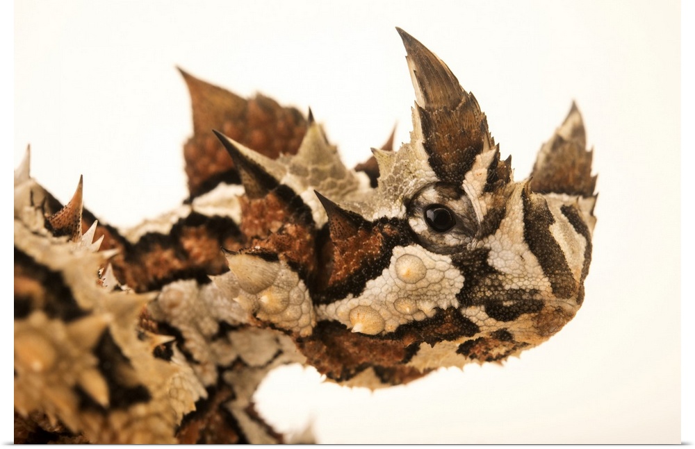 Thorny devil (Moloch horridus) from the Melbourne Museum.