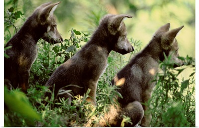 Three of eight pups of captive Mexican gray wolves, Wichita, Kansas