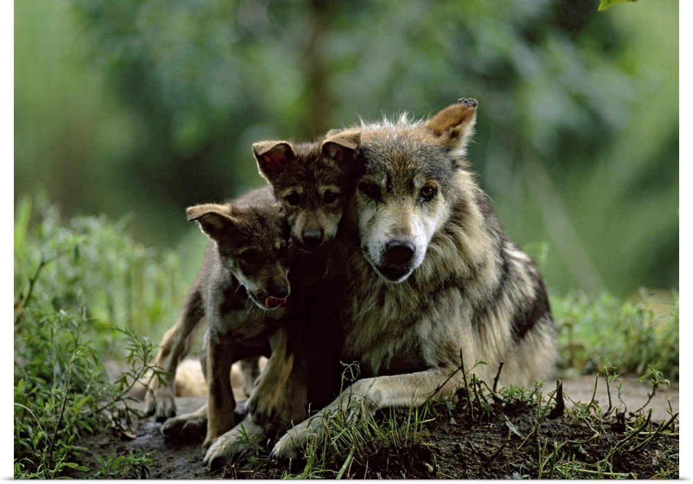 Big canvas photo art of two baby wolves cuddling with an adult wolf in the forest.