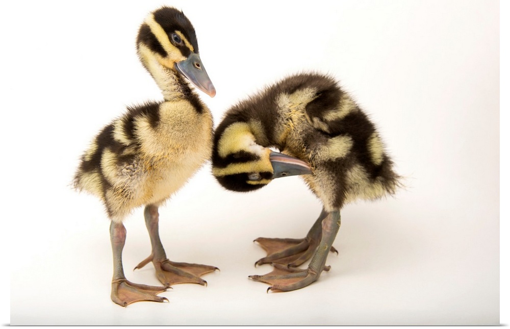 Two week old black bellied whistling ducklings, Dendrocygna autumnalis, at the Dallas World Aquarium.
