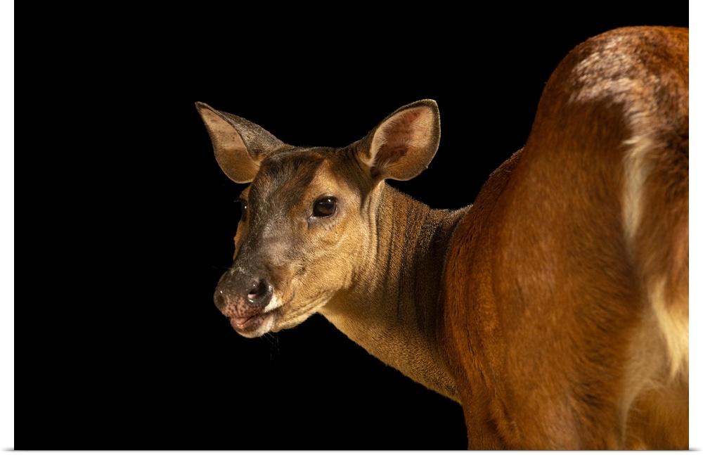 Valentina, a female red brocket deer (Mazama americana) at Amazon Shelter, a wildlife rescue, rehabilitation and release c...