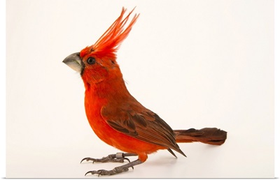 Vermilion cardinal, Cardinalis phoeniceus, at the National Aviary of Colombia