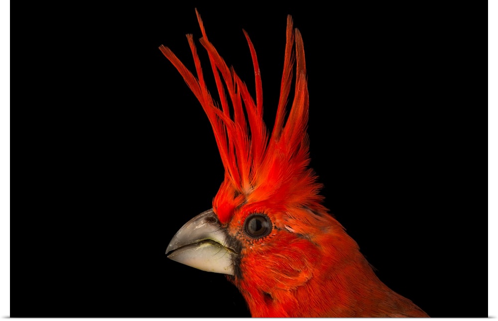 Vermilion cardinal, Cardinalis phoeniceus, at the National Aviary of Colombia.