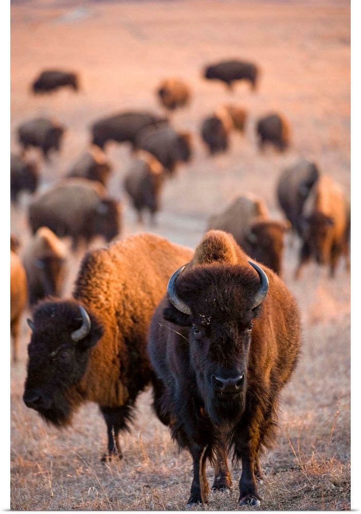 Wild American bison roam on a game preserve in Kansas.