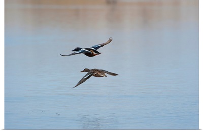 Wild birds prepare to land on a lake in the Nebraska sandhills