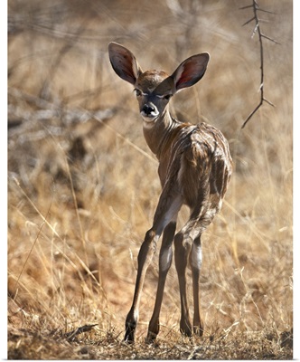 A baby Lesser Kudu in Tsavo East National Park