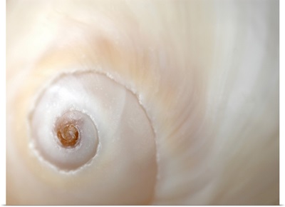 A close up of a shell