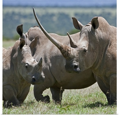 A family of White Rhinos, the female with a massive horn, Mweiga, Solio, Kenya
