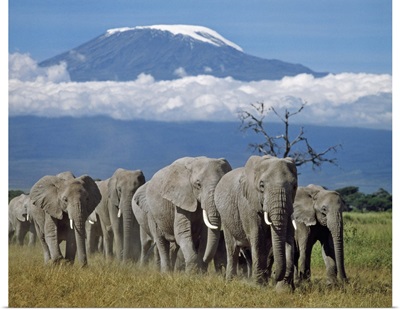 A herd of elephants with Mount Kilimanjaro in the background