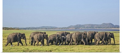 A herd of Indian elephants at Minneriya National Park, Sri Lanka