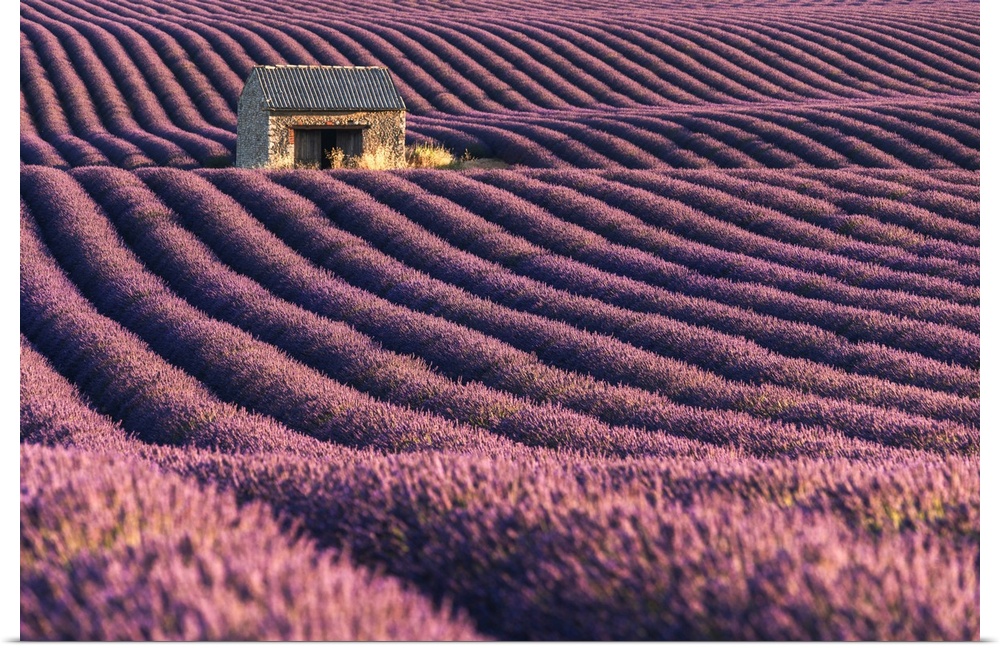 A lonely abandoned farmhouse in the middle of lavender's fields, Provence, France