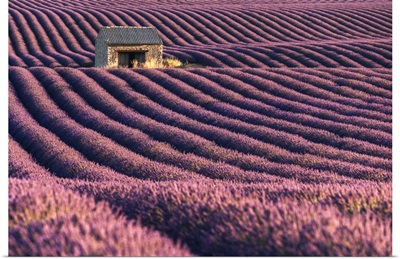 A Lonely Abandoned Farmhouse In The Middle Of Lavender's Fields, Provence, France
