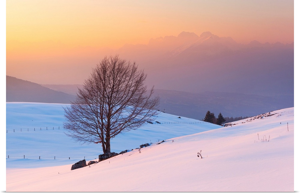 A Lonely Beech On Snowy Pastures Of Mezzomiglio With Schiara Group On Background, Prealps Of Belluno, Farra d'Alpago, Bell...