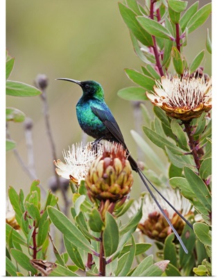 A Malachite Sunbird on a protea flower at 9,750 feet on the moorlands of Mount Kenya
