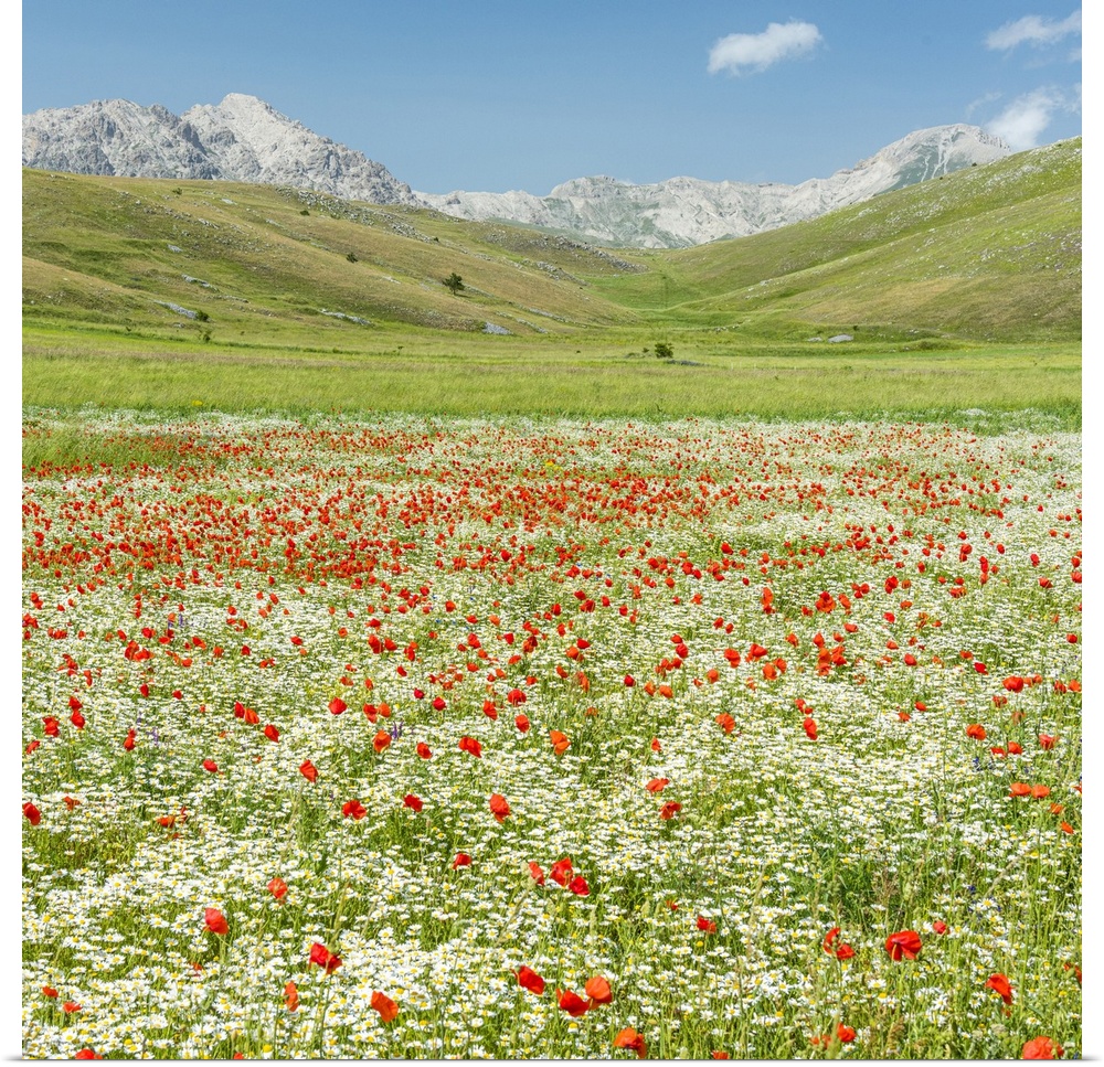 A meadow with wildflowers in the National Park of Gran Sasso, the Abruzzi, Italy