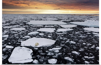 A polar bear rests in the drifting ice floating on the Arctic Ocean, Svalbard, Norway