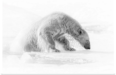 A Polar Bear (Ursus Maritimus) On The Pack Ice In Svalbard