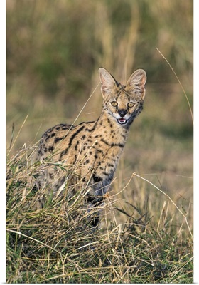 A Serval Cat looking for prey on the plains of Masai Mara National Reserve