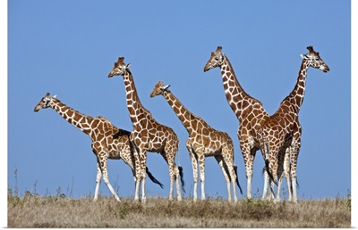A small herd of Reticulated giraffes