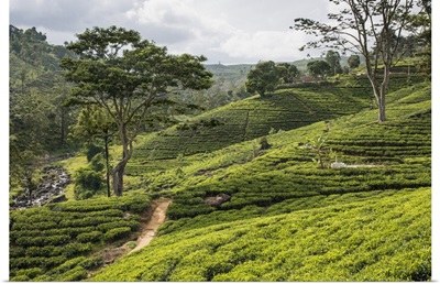 A tea estate in the Bogawantalwa Valley, Sri Lanka is a major exporter of quality tea
