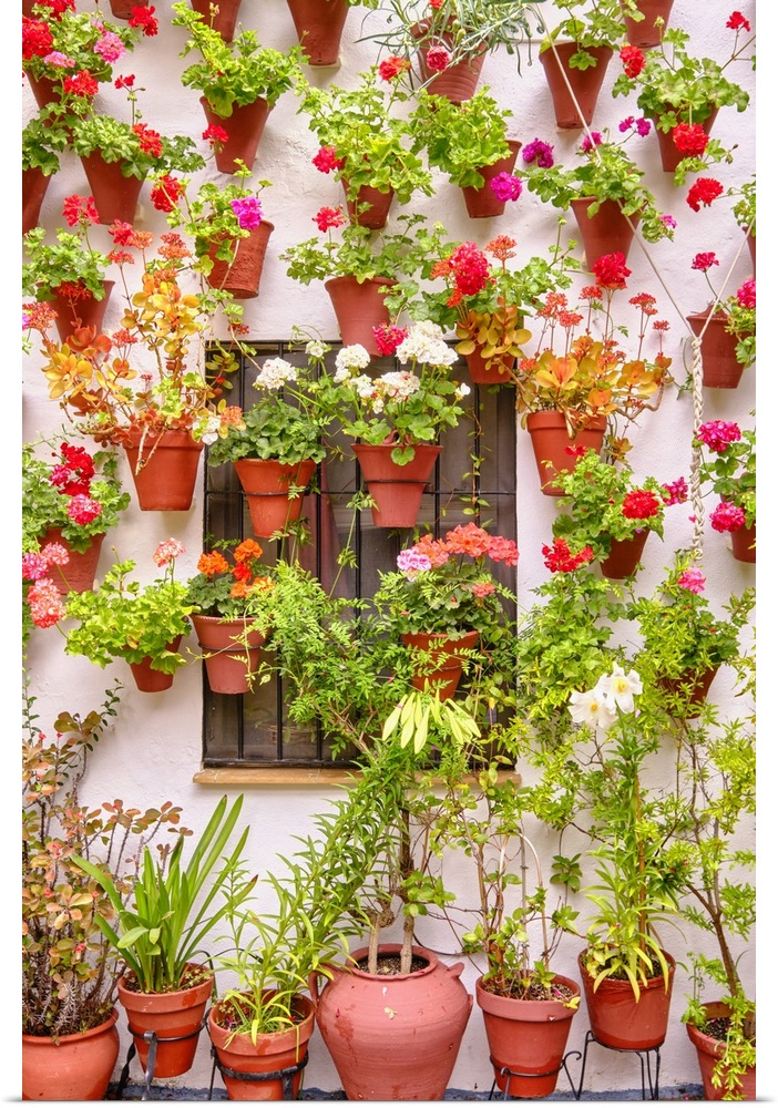 A traditional Patio of Cordoba, a courtyard full of flowers and freshness. Casa-Patio "El Langosta". San Basilio. Andaluci...