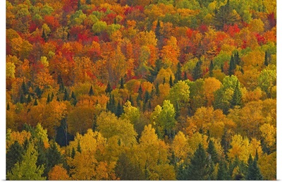 Acadian Forest In Autumn Foliage, New Brunswick, Canada