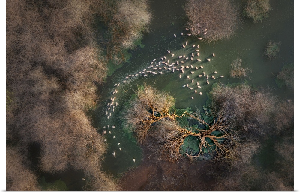 Aerial view of lesser flamingos in Lake Bogoria, Kenya