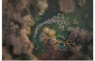 Aerial View Of Lesser Flamingos In Lake Bogoria, Kenya