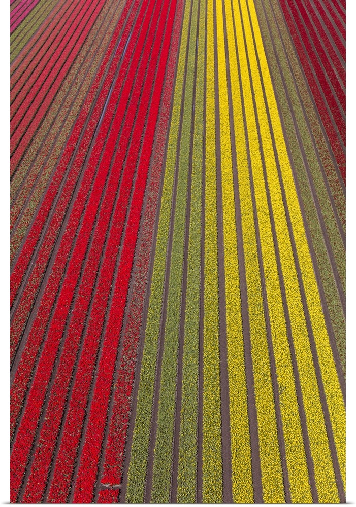 Aerial view of the tulip fields in North Holland, The Netherlands
