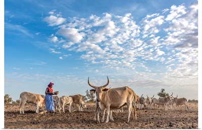 Africa, Senegal. A Fulani Woman Milking The Zebus.