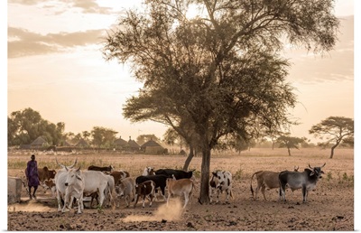 Africa, Senegal. Sunrise In A Fulani Village, Cattle Going Out