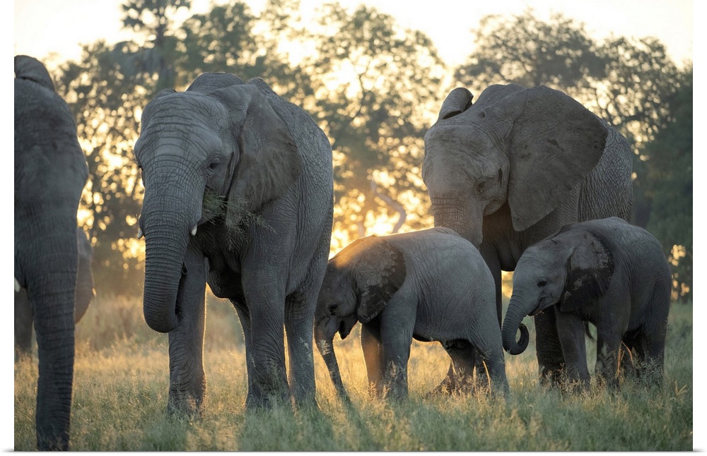 Africa, Southern Africa, African, Botswana, Okavango Delta, Abu Camp, Abu herd.