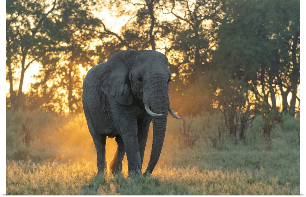 Africa, Southern Africa, African, Botswana, Okavango Delta, Abu Camp, Sunrise with Elephant.