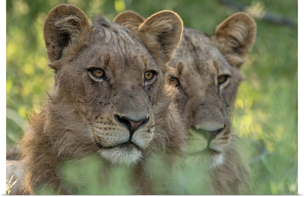 Africa, Southern Africa, Botswana, Savuti,  Okavango Delta, Lion, panthera leo.