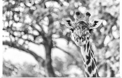 Africa, Tanzania, Katavi National Park, Black And White Portrait Of A Female Giraffe