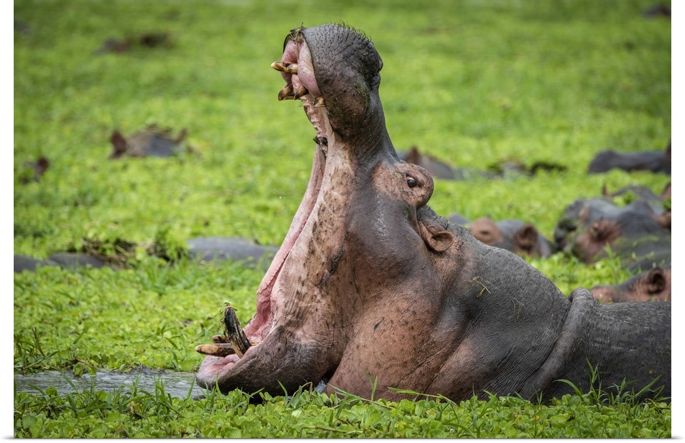 Africa, Tanzania, Katavi National Park. hippo yawning.