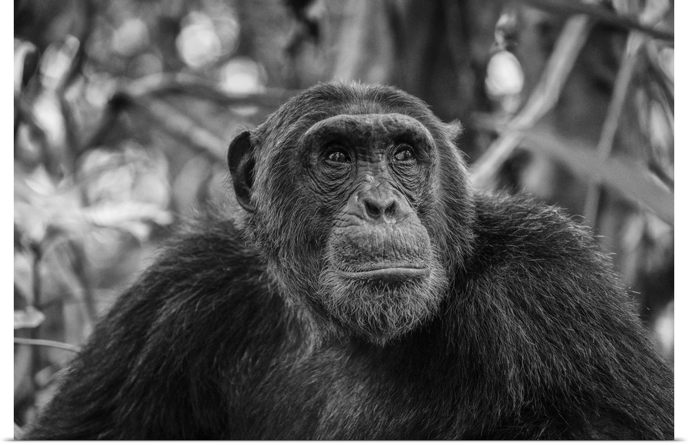 Africa, Tanzania, Mahale Mountains National Park. A black and white portrait of a male chimpanzee.