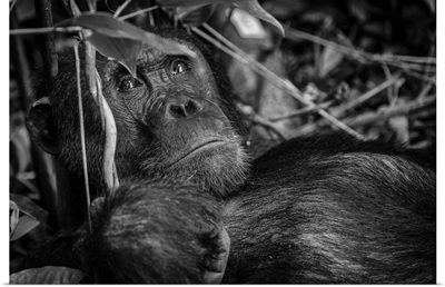 Africa, Tanzania, Mahale Mountains National Park, Male Chimpanzee