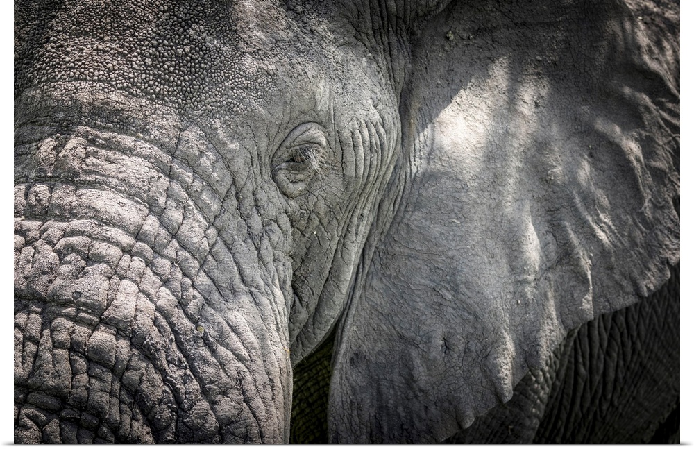 Africa, Tanzania, Tarangire National Park, An elephant close up, detail of the head. Tarangire National Park, Tanzania.
