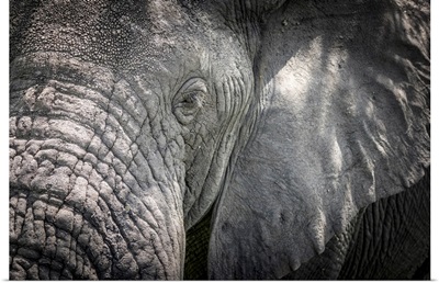 Africa, Tanzania, Tarangire National Park, An Elephant Close Up, Detail Of The Head