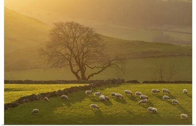 Afternoon Sunshine On Grazing Sheep, Peak District National Park, Derbyshire, England
