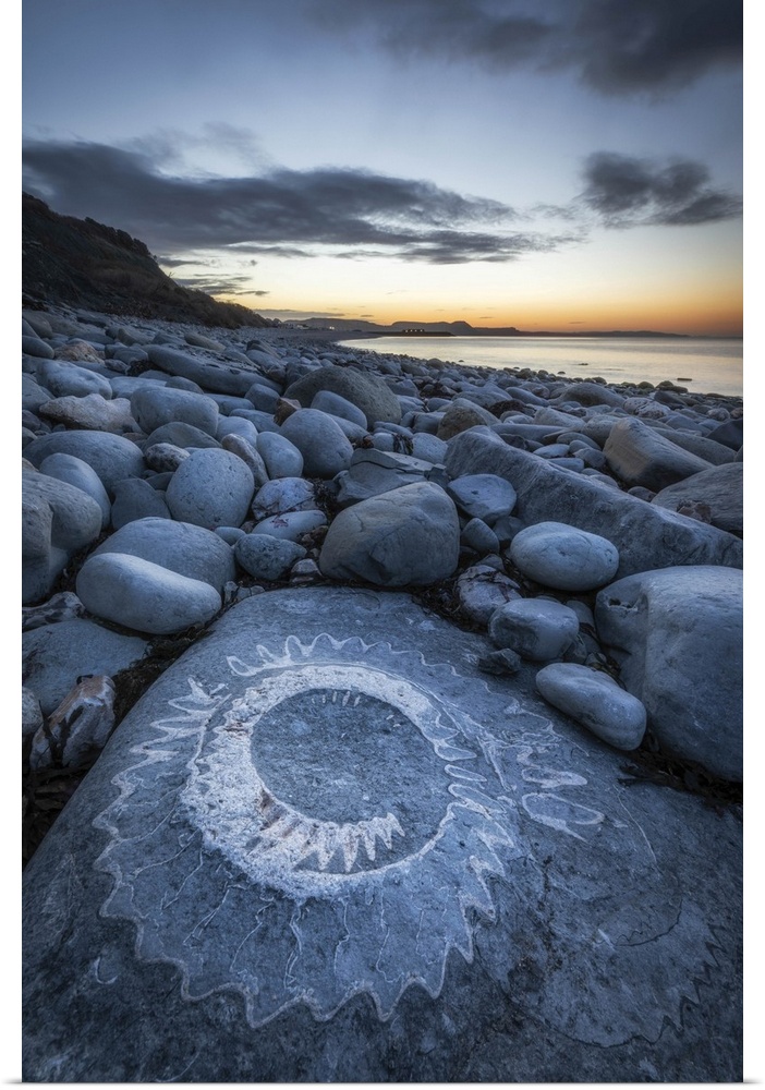 Ammonite Fossil, Ammonite Graveyard, Monmouth Beach, Lyme Regis, Dorset, England, UK