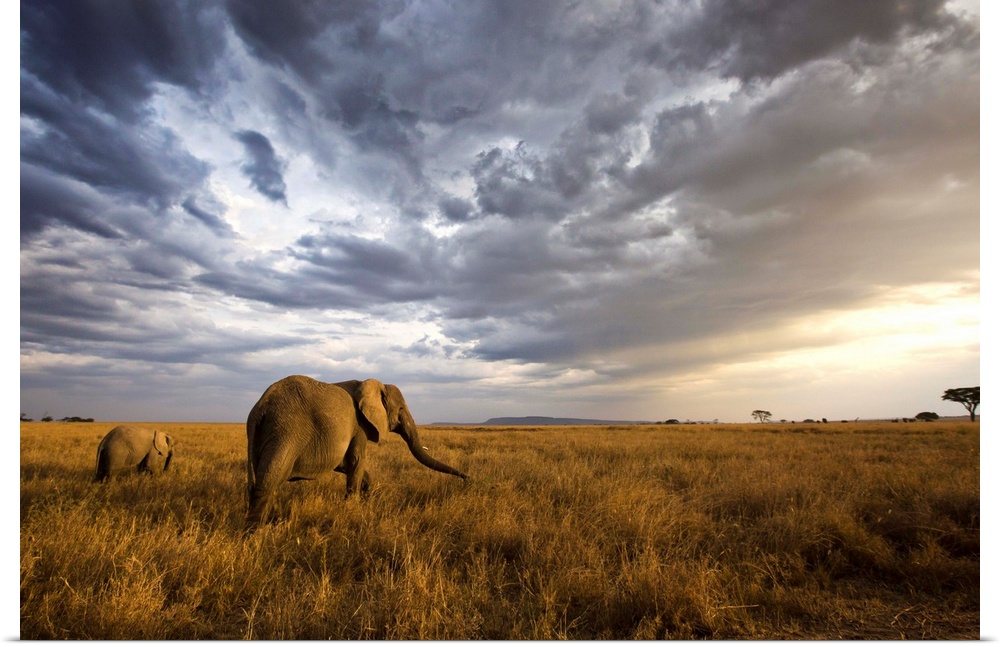 An african elephant at sunset in the Serengeti national park, Tanzania, Africa.