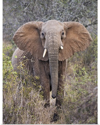 An elephant with raised head and open ears warns visitors not to approach any closer