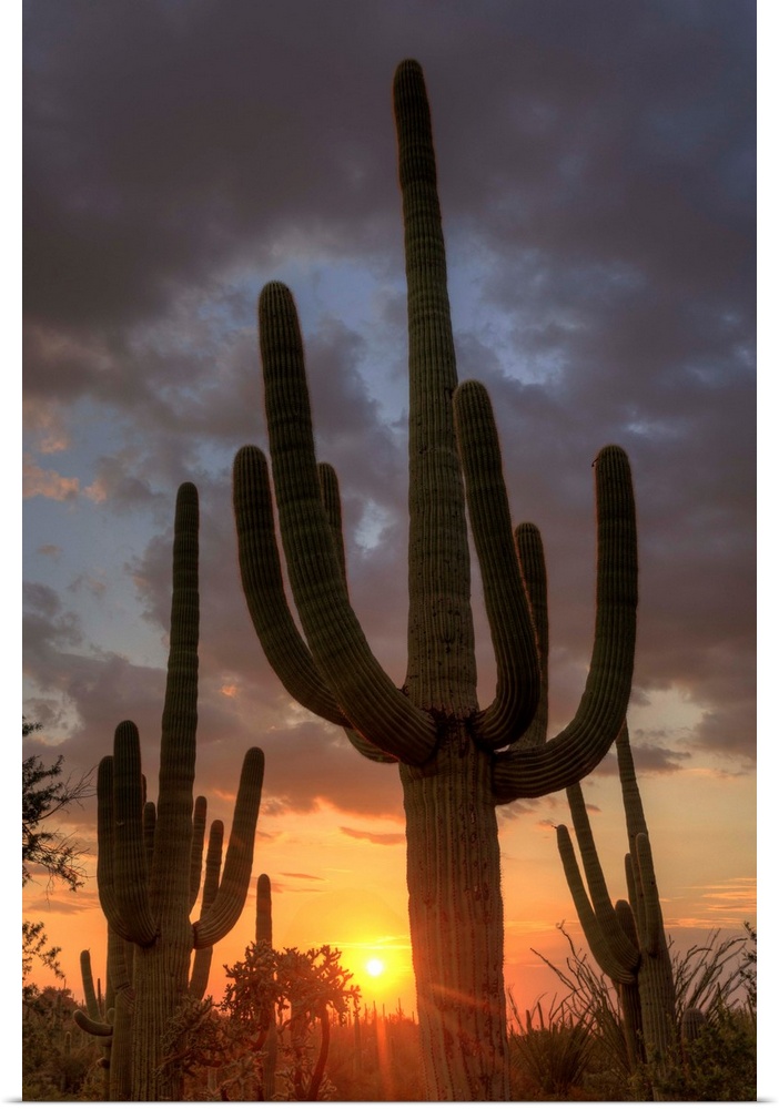 USA, Arizona, Tucson, Saguaro National Park