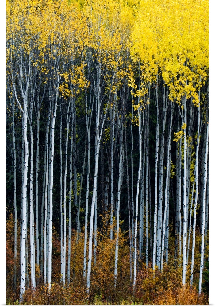Aspens In Autumn, Wenatchee National Forest, Washington, USA